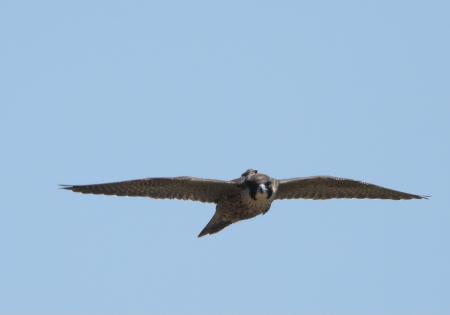 Image Charla Proyecto Halcón Peregrino Burgos