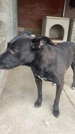 Imagen 5507- Mestizo