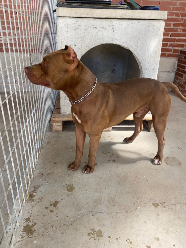 Imagen 5588- Pitbull