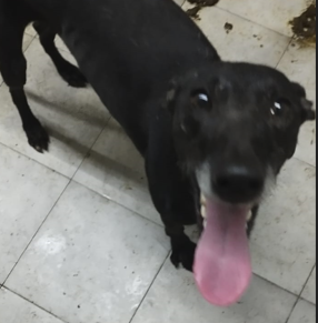 Imagen 5784 - Galgo