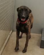 Imagen 5794 - Malinois