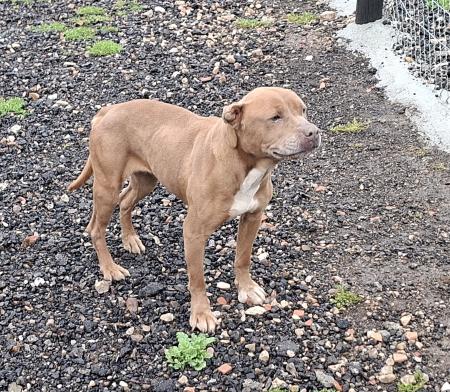 Imagen 5792 - STAFFORDSHIRE TERRIER AMERICANO