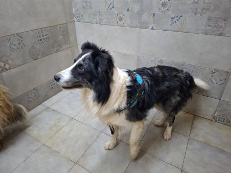 Image 5824 - Border Collie