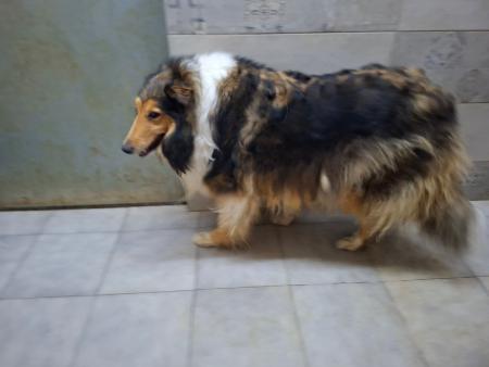 Image 5825 - ROUGH COLLIE