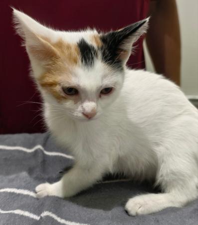Image Gato G1118 cachorro