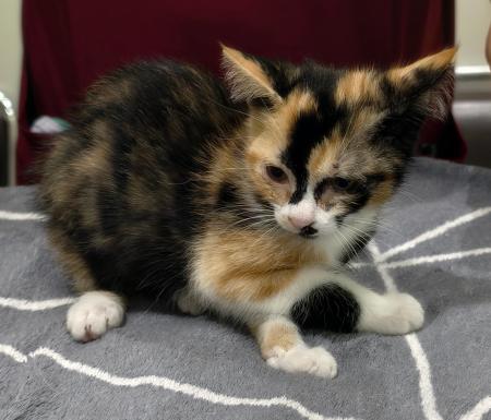 Image Gato G1119 cachorro