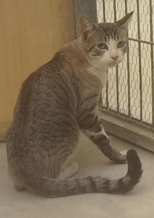 Image Gato G1122