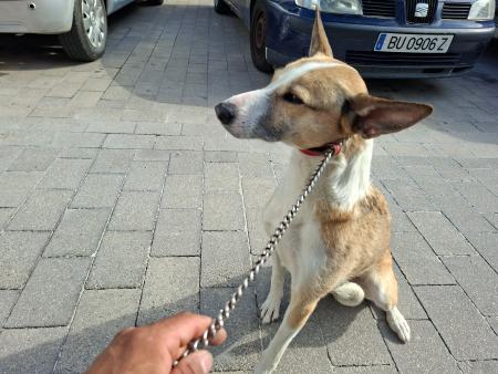 Image 5811 - Cruce de podenco