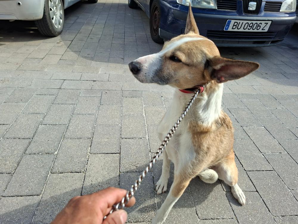 Imagen 5811 - Cruce de podenco