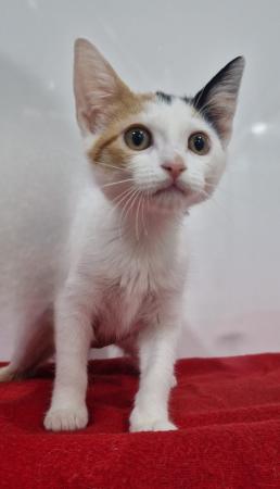 Image Gato G1118 cachorro
