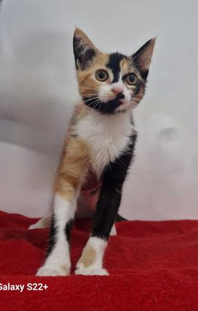 Image Gato G1119 cachorro