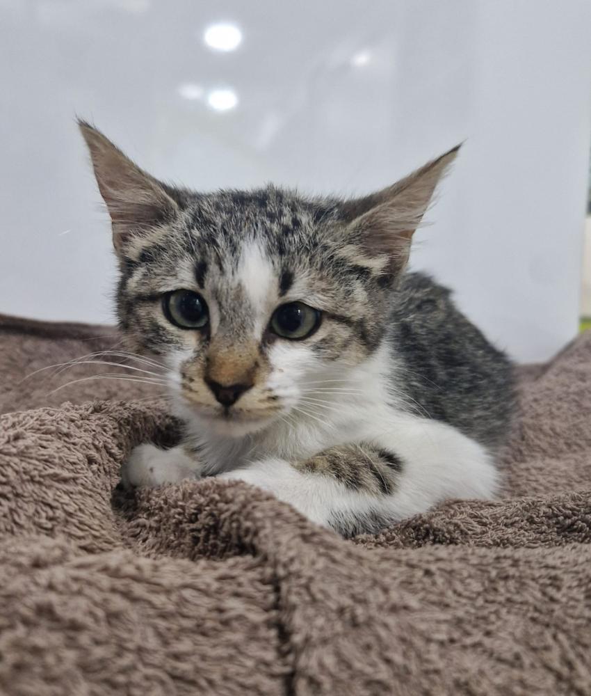 Imagen Gato G1123 cachorro