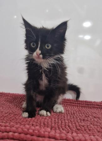 Image Gato G1124 cachorro