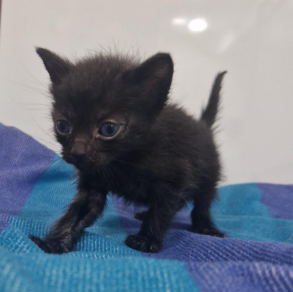 Imagen Gato G1126 cachorro