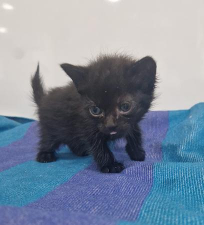 Image Gato G1127 cachorro
