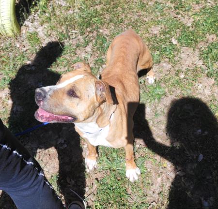 Image 5303- American Staffordshire terrier