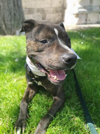 Image 5677 - cruce pitbull