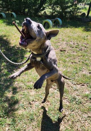 Image 5659 - STAFFORDSHIRE TERRIER AMERICANO
