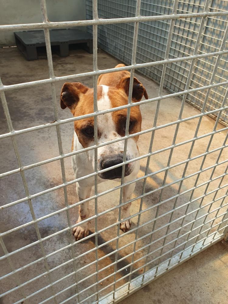 Imagen 5351- American Staffordshire terrier