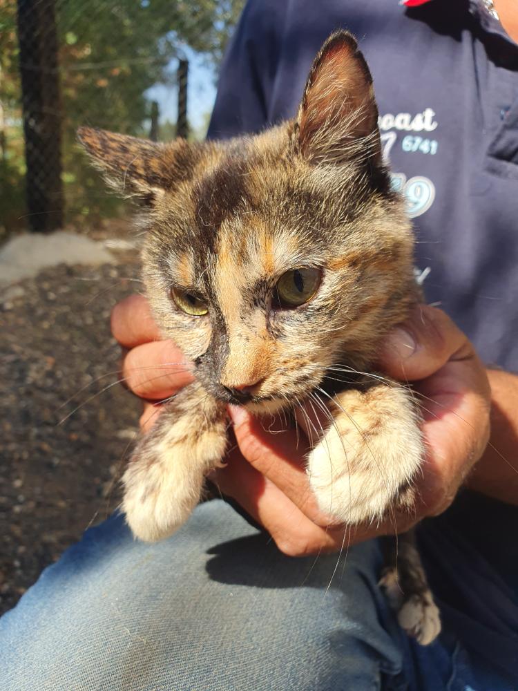 Imagen Gata G1113 - Carey ladeo cabeza