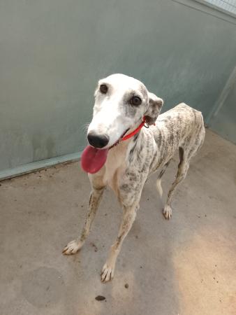 Image 5840 - Galgo