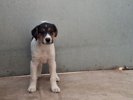 Image 5841 - Cachorro cruce de Jack Russel