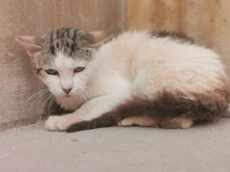 Image Gata G1109