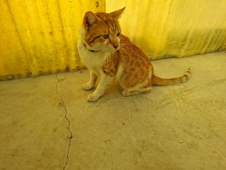 Image Gato G1134