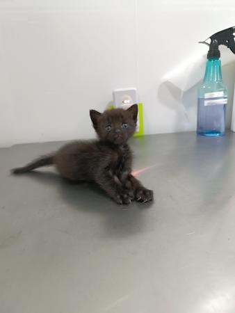 Image Gato G1138 cachorro