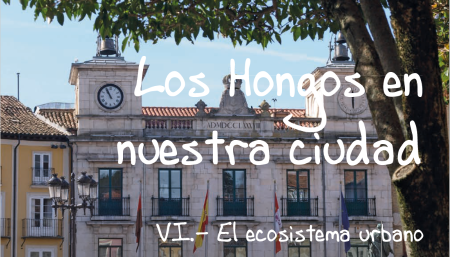Imagen VI Cuaderno de la colección: Los hongos en nuestra ciudad . El...