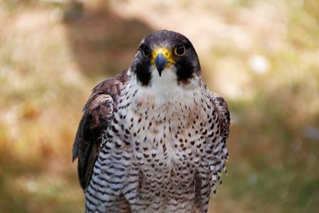 Image 25/5/23 Ya está en funcionamiento el Proyecto de reintroducción del Halcón Peregrino en la ciudad de Burgos