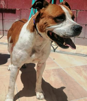 Image 5351- American Staffordshire terrier