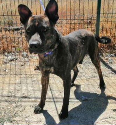 Image 5421-American Stafforshire Terrier