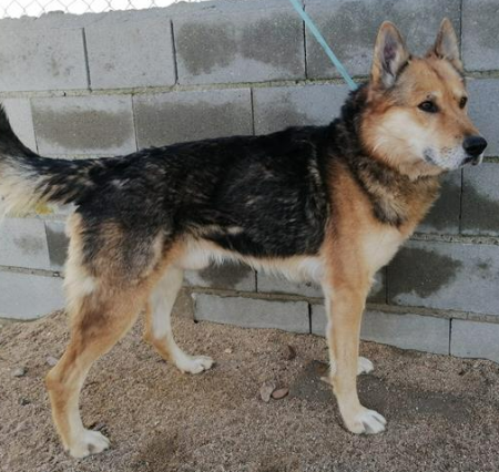 Image 5478-Cruce de Pastor Alemán