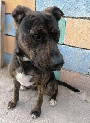 Image 5481-American Staffordshire terrier