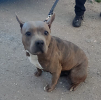 Image 5546- American Staffordshire terrier