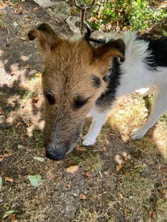 Imagen 5577 - Cruce Fox Terrier