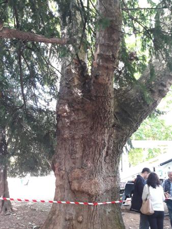 Image 06/09/2023 El Ayuntamiento de Burgos comprueba la resistencia en un árbol de grandes dimensiones del paseo de la Isla