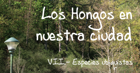 Imagen VII cuaderno de la colección Los Hongos en nuestra ciudad, especies...