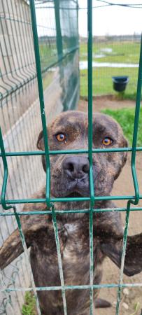 Image 5421-American Stafforshire Terrier