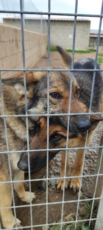 Image 5498-Pastor alemán