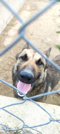 Image 5505 - Cruce Pastor Alemán