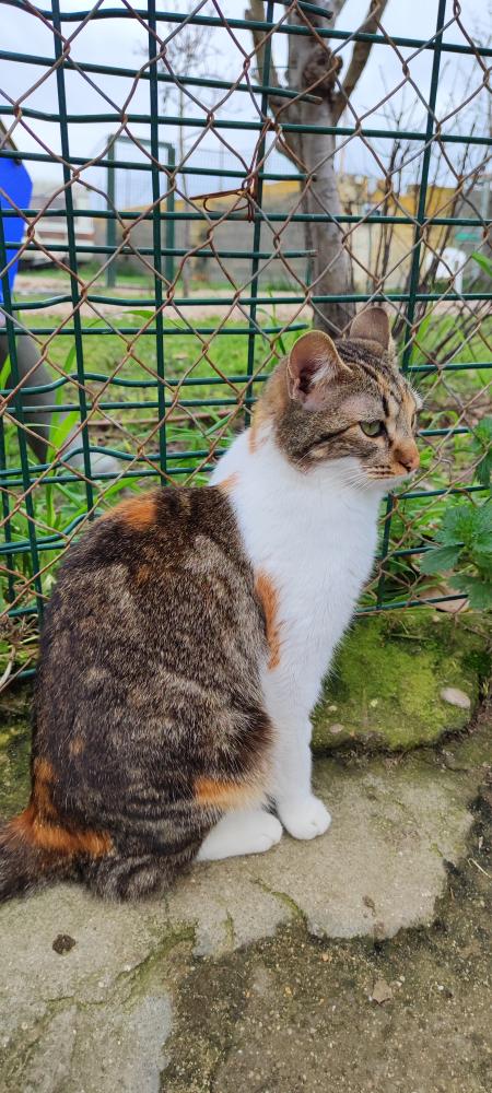 Imagen Gato 971