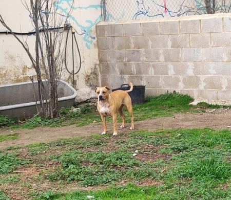 Image 5303- American Staffordshire terrier