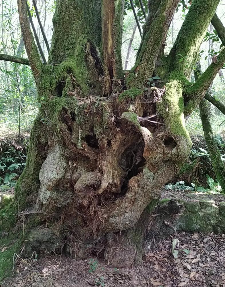 Imagen DIA MUNDIAL DEL ÁRBOL