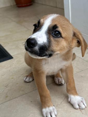 Image 5692 - cachorra cruce de mastín