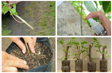 Intercambio de plantas, esquejes y semillas (VIII Semana de la Música Local)