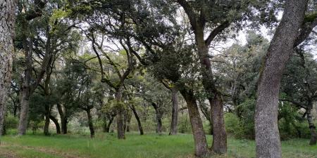 Image Celebración del Día Mundial del Medio Ambiente  2025 - Bosque de Villafría