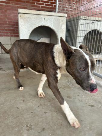 Image 5735- STAFFORDSHIRE TERRIER AMERICANO