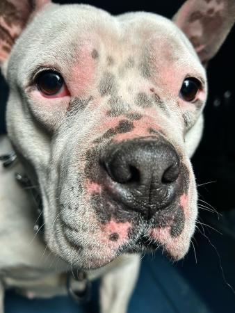 Image 5739- Cruce de American Bully